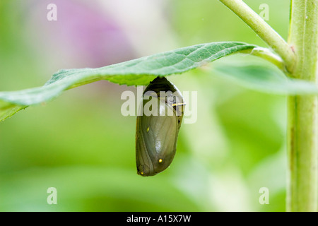 Schmetterlingspuppe der Monarch-Schmetterling Stockfoto