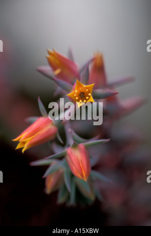 Nahaufnahme der Blüte einer echeveria Stockfoto