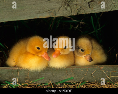 Neu geschlüpfte Entchen in Holzschuppen Stockfoto