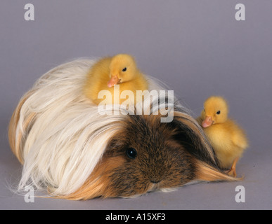 Haustiere erlaubt lange behaarte Meerschweinchen mit frisch geschlüpften Küken auf einfarbigen Hintergrund Stockfoto