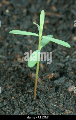 Kleinliche Wolfsmilch Euphorbia Peplus mit 3. und 4. wahren Blätter bilden Stockfoto