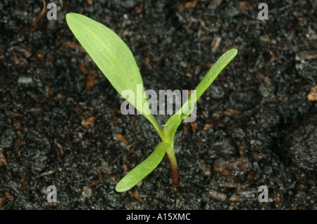 Knotgrass Polygonum Aviculare Sämling mit einem wahren Blatt Stockfoto