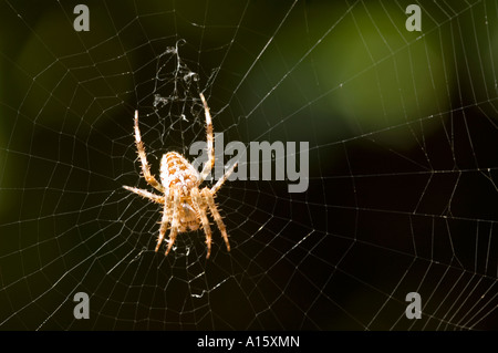 Horizontale Makro Bild einer großen gemeinsamen Garten Spinne "Araneus Diadematus". Stockfoto