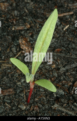 Blass, Persicaria lapathifolia Persicaria, sämling mit zwei wahre leasves Entwicklung Stockfoto