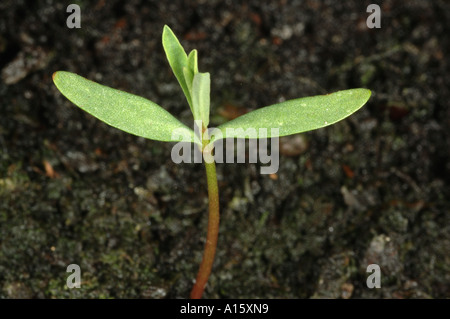 Kleinliche Wolfsmilch Euphorbia Peplus Sämling mit echten Blätter bilden Stockfoto