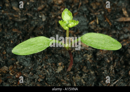 S Petersilie Aethusa Cynapium Sämling mit der ersten echten Blatt Bildung zu täuschen Stockfoto