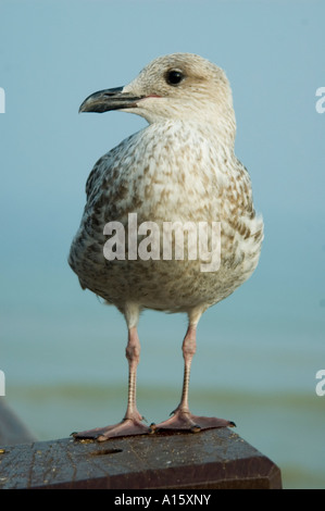 Vertikale Nahaufnahme eine juvenile Silbermöwe "Larus Argentatus' thront auf einem Zaun vor einem blauen Hintergrund. Stockfoto