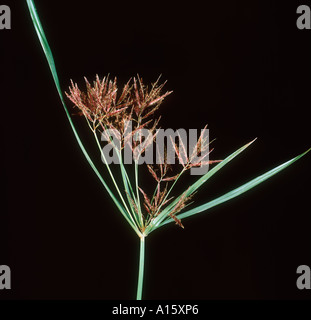 Lila nutsedge Cyperus rotundus Blume Spike Stockfoto