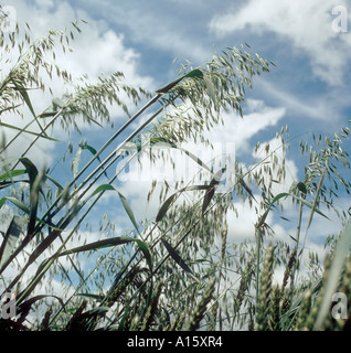 Wild Oats Avena Fatua Rispen gegen Himmel Wolken Stockfoto