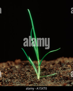 Grobe gestielten Wiese Rasen Poa Trivialis Sämling Rasen Stockfoto