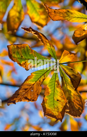 Vertikal nah ist von einer gesunden Rosskastanie Baum "Aesculus Hippocastanum" mit ihm Blätter drehen in die herbstliche Sonne braun Stockfoto