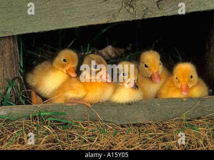 Neu geschlüpfte Entchen in Holzschuppen Stockfoto