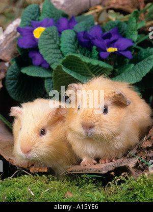 Ein paar selbst Creme Meerschweinchen Stockfoto