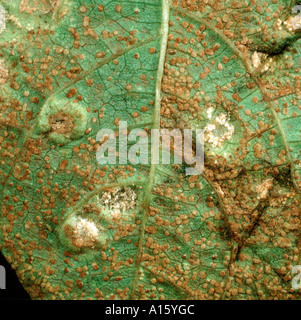 Bohnen Sie-Rost Uromyces Appendiculatus Uredospore weiße Aecia Pusteln Stockfoto