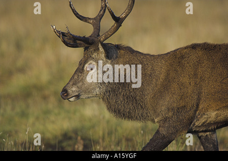 Red Deer, Cervus Elaphus, Spurrinnen, Hirsch zu Fuß. Stockfoto
