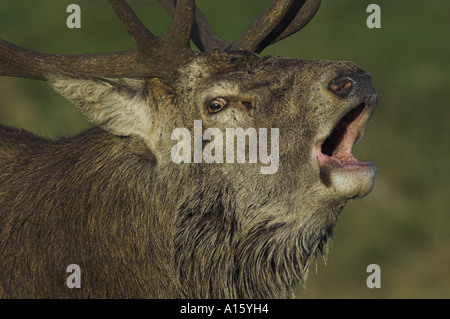 Rothirsch, Cervus Elaphus, Spurrinnen Hirsch brüllenden, konfrontiert. Stockfoto
