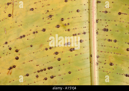 Gepanzerte skalieren möglicherweise San Jose-Schildlaus Quadraspidiotus Perniciosus auf Bananenblatt Stockfoto