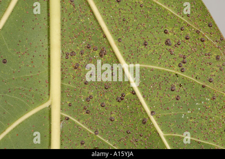 Gepanzerte skalieren möglicherweise San Jose-Schildlaus Quadraspidiotus Perniciosus auf Ficus Blatt Stockfoto