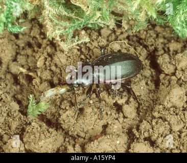 Violetscher Grobkäfer oder Regenkäfer (Carabus violaceus), die sich von einer Schnecke ernähren ein bodenaktiver Schädling, Devon, Juni Stockfoto