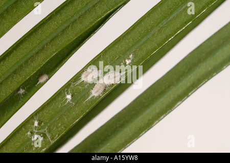 Lange tailed Schmierlaus Pseudococcus Longispinus Erwachsene auf Palmwedel Stockfoto