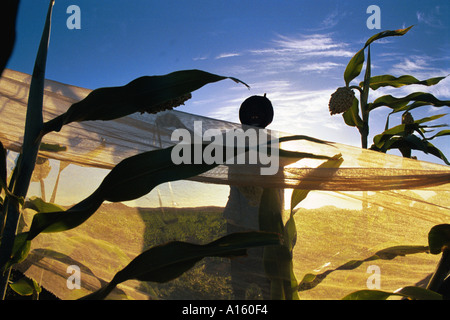 Auch in der vor der Morgendämmerung leichte Schreie der Bauern in dem Dorf Bounessa in der Affole Region von Mauretanien ring über die Stockfoto