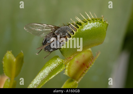 Venus Fly Trap Dioinaea Muscipula Blatt mit eingeschlossene Fliege Stockfoto