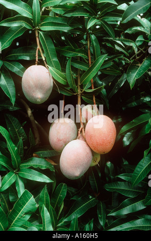 Mango-Frucht am Baum Sorte Sensation Transvaal in Südafrika Stockfoto