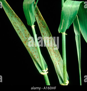 Mangan-Mangel spotting Nekrose Symptome auf Gerste verlässt Stockfoto