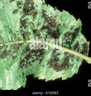 Befall von Kirsche schwarze Blattläuse Myzus Cerasi auf einem Kirschbaum Blatt Stockfoto