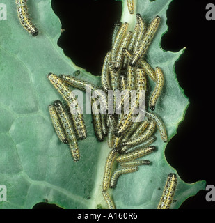 Kohl weißer Schmetterling Pieris Brassicae Raupen auf beschädigte Kohlblatt Stockfoto