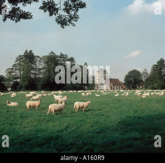 Schafe weiden in der Nähe von Faccombe Kirche Berkshire Stockfoto