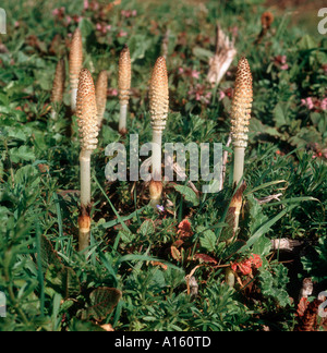 Gewöhnlicher Schachtelhalm (Equisetum arvense), nicht-photosynthetisch, sporenhaltig, fruchtbare Stängel oder Triebe an einem Straßenrand im Frühjahr Stockfoto