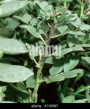 Schwarze Bohnen-Blattlaus Aphis Fabae Kolonie auf Feld Saubohne Pflanzenstängel Stockfoto