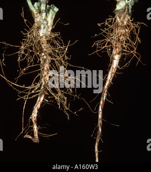 PEA Bean Rüsselkäfer Sitona Lineatus Schäden an Vicia Bohne Wurzelknöllchen Stockfoto