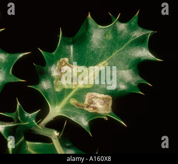 Holly Leafminer Phythomyza ilicis Mine Schaden in Holly Blatt Stockfoto