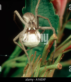 Jagd Spinne Pisaura Ei Mirabilis mit weiblichen-Masse Stockfoto