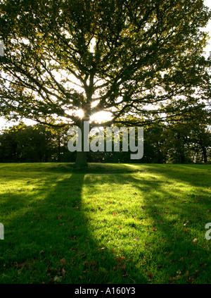 Eiche im Frühherbst mit verlässt langsam Gold mit der Sonne durch die Äste fotografiert Stockfoto