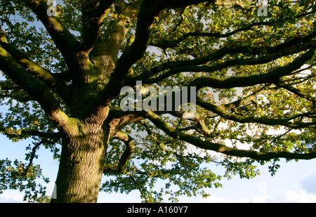 Eiche im Frühherbst mit verlässt langsam Gold fotografiert von unten Stockfoto