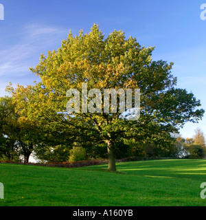 Eiche im Frühherbst mit verlässt langsam Gold Stockfoto