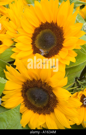 Zwei Sonnenblumen hautnah Helianthus annuus Stockfoto