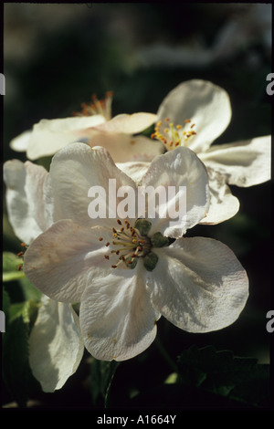 Apple Blossom Blumen im Frühling Stockfoto
