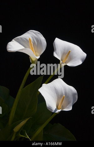 3 Arum oder Calla Lillies (Zantedeschia) auf schwarzem Hintergrund Stockfoto