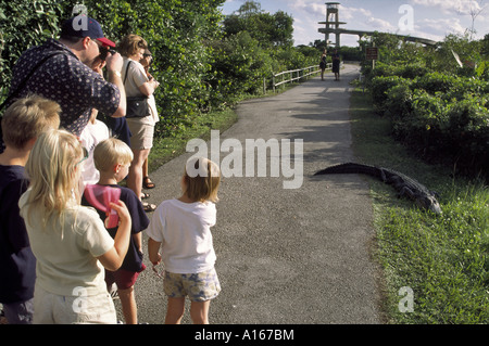 Besucher betrachten Alligator auf Weg zur Beobachtung Turm, Shark Valley, Hai Fluß Slough, Everglades Nat Park, Florida, USA Stockfoto