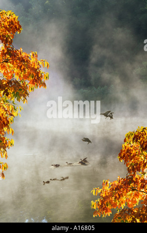 Enten-Land auf nebligen See, Missouri USA Stockfoto