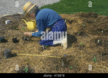 Ältere Frau im Stroh Hut und Jeans einpflanzen Sämlinge im Frühling Garten im Hinterhof, Missouri USA Stockfoto