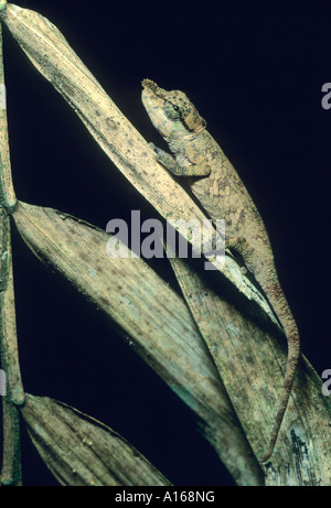 Nase-gehörnte Chamäleon (Calumma Nasutus) im trockenen Blättern, Ramanofana Nationalpark, Madagaskar. Stockfoto