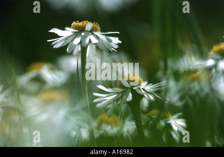 Nahaufnahme von Gänseblümchen (Bellis Perennis) in Rasen Stockfoto