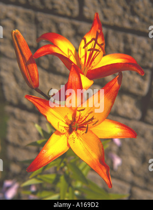 Rote und gelbe Lilly Blumen (Lilium SP.). Stockfoto