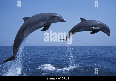 MY819. Bottlenose Delphine Tursiops Truncatus Caribbean. Foto Copyright Brandon Cole Stockfoto