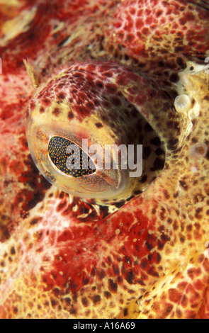 kn4403. Red Irish Lord Fish eye Hemilepidotus Hemilepidotus Pazifischen Ozean. Foto Copyright Brandon Cole Stockfoto